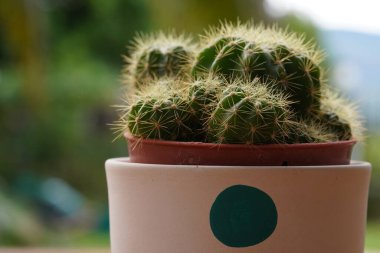 Yeşil arka planda en az yeşil kaktüs bitkisi.                               