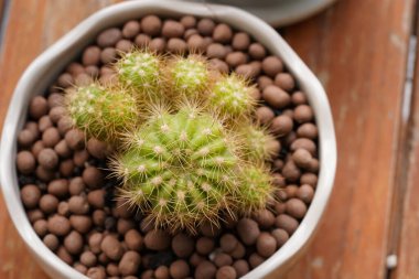 Yeşil arka planda en az yeşil kaktüs bitkisi.                               