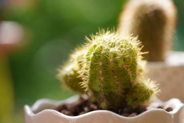  Yeşil arka planda en az yeşil kaktüs bitkisi.                              