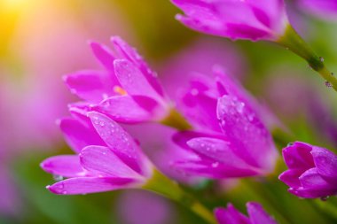 Güzel Pembe Yağmurlu Zambak (Zephyranthes rosea), çiçek bahçesindeki mermer patika boyunca sıralanır. Pembe çiçek açıyor..                                