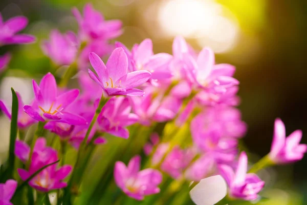 Beautiful Pink rain Lily (Zephyranthes rosea), planted in a row along the marble pathway in the flower garden. Pink blooming flower.