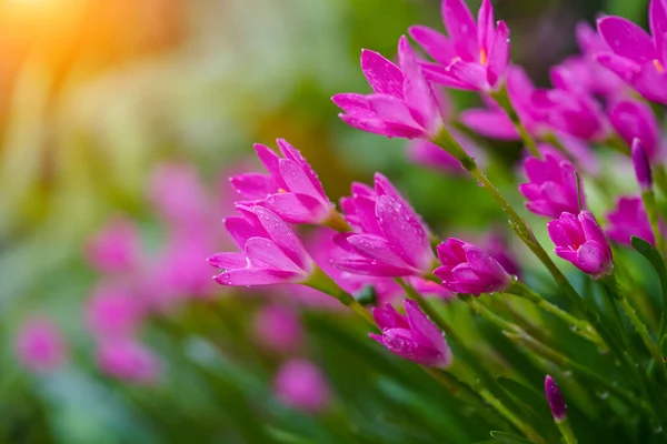 Beautiful Pink rain Lily (Zephyranthes rosea), planted in a row along the marble pathway in the flower garden. Pink blooming flower.