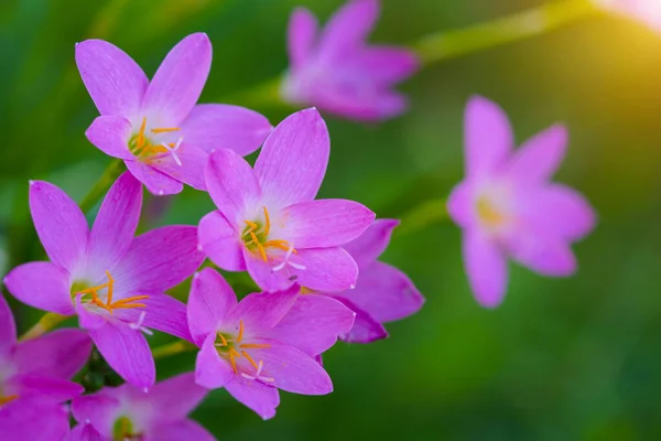 Beautiful Pink rain Lily (Zephyranthes rosea), planted in a row along the marble pathway in the flower garden. Pink blooming flower.