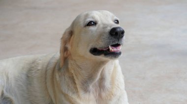 Güzel ve sevimli bir Golden Retriever oturuyor ve gülümsüyor. Labrador, safkan köpek. Süper şirin..                                                    