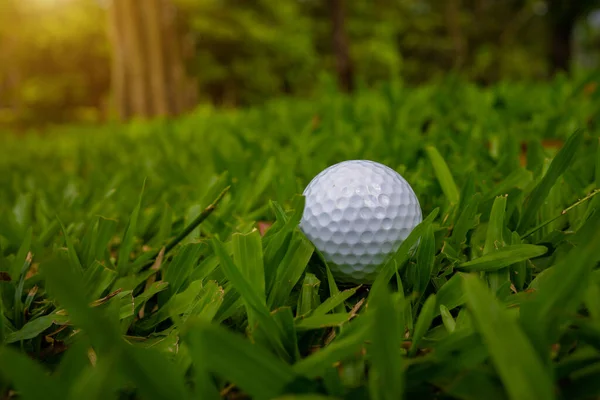 Μπάλα Γκολφ Στο Πράσινο Γρασίδι Βράδυ Γήπεδο Γκολφ Φόντο Ηλιοφάνεια — Φωτογραφία Αρχείου