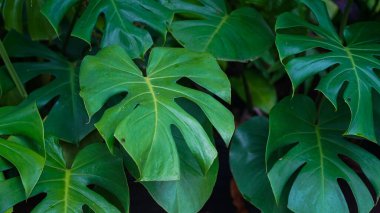 Vahşi Hawaii Canavarı Bitkisi. Büyük Canavar yapraklarının tropik yeşil arka planı. Canavar yaprakları ya da İsviçre peynir fabrikası ya da doğadaki canavar gurme.                               
