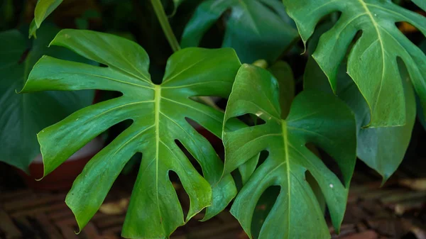 Рослина Росте Гавайських Островах Тропічне Зелене Тло Великого Листя Монстери — стокове фото