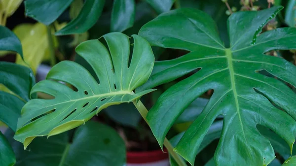 Vildväxande Hawaii Monstera Växt Tropisk Vacker Grön Bakgrund Stora Monstera — Stockfoto