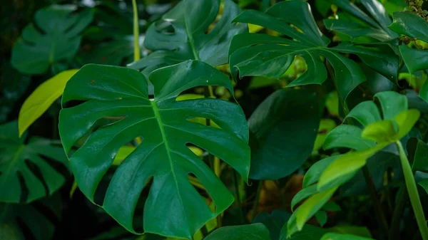 Wild Growing Hawaii Monstera Plant. Tropical beautiful green background of big Monstera leaves. Monstera leaves or swiss cheese factory or monstera gourmet in nature