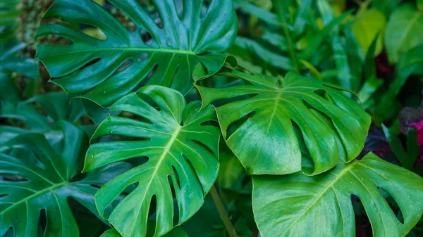 Wild Growing Hawaii Monstera Plant. Tropical beautiful green background of big Monstera leaves. Monstera leaves or swiss cheese factory or monstera gourmet in nature