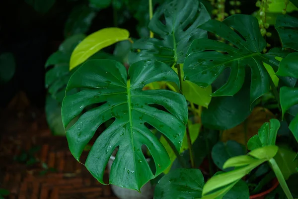 Wild Growing Hawaii Monstera Plant. Tropical beautiful green background of big Monstera leaves. Monstera leaves or swiss cheese factory or monstera gourmet in nature