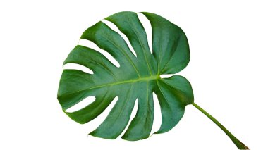Beyaz arka planda izole edilmiş taze canavar yaprağı. Canavarın koyu yeşil yaprakları ya da bölünmüş yapraklı fildişi yaprakları (Monstera deliciosa) tropikal yaprak bitkisi ormanda tek başına büyür..                               