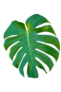 Beyaz arka planda izole edilmiş taze canavar yaprağı. Canavarın koyu yeşil yaprakları ya da bölünmüş yapraklı fildişi yaprakları (Monstera deliciosa) tropikal yaprak bitkisi ormanda tek başına büyür..                               