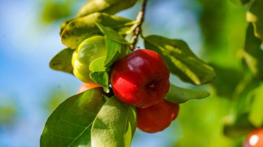 Fresh organic Acerola cherry.Thai or Acerola cherries fruit on the tree, high vitamin C and antioxidant fruits.                                 clipart
