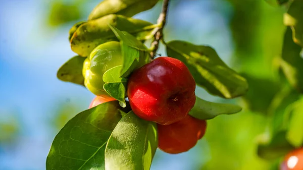 Taze organik Acerola kirazı. Tayland ya da Acerola kirazları ağaçta, C vitamini ve antioksidan meyveleri..                                