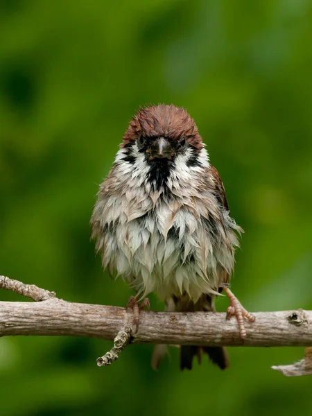 Staring Wet Tree Sparrow — Stock Photo, Image
