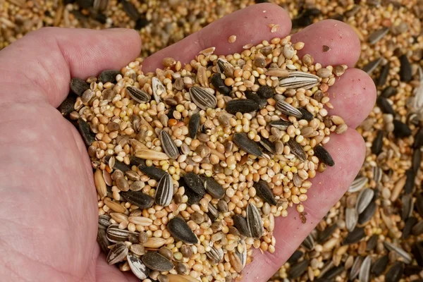 Un puñado de semillas de aves — Foto de Stock