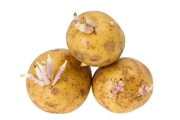 Patate con germogli — Foto Stock