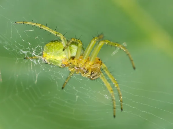 Aranha verde — Fotografia de Stock