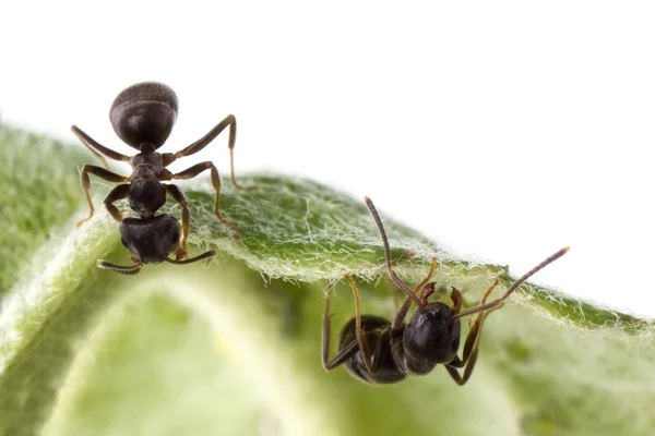 Dva mravenci — Stock fotografie