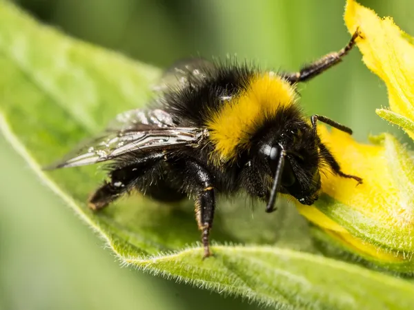 Bumble bee — Stok fotoğraf