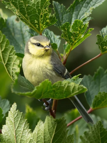 Bluetit juvenil — Fotografia de Stock