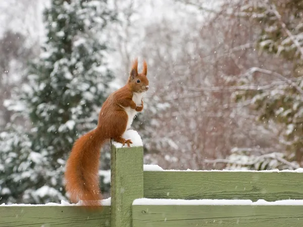 Squirrel in winter — Stock Photo, Image