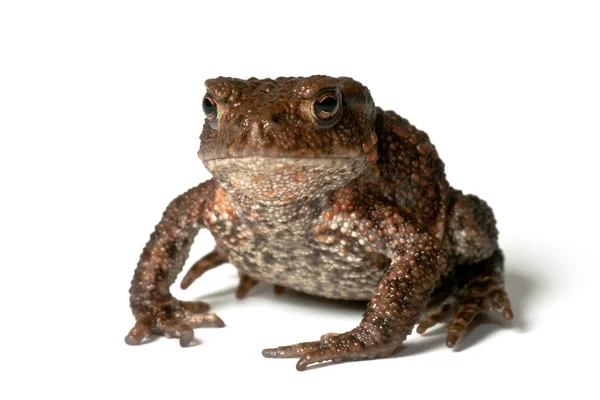 Маленькая жаба — стоковое фото
