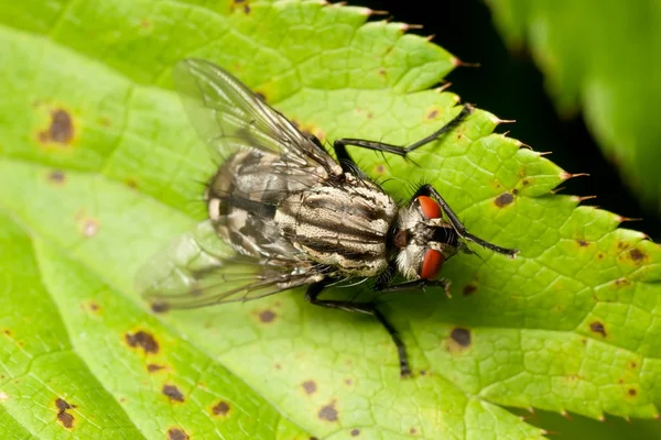 Flesh fly — Stock Photo, Image