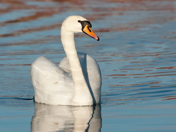 Mute swan erkek — Stok fotoğraf