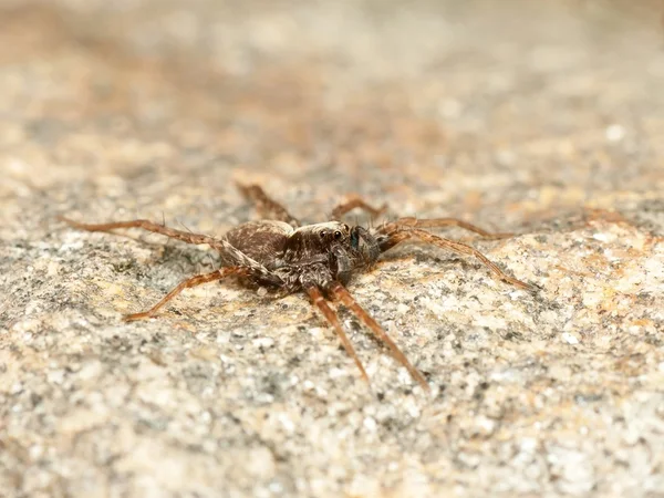 Aranha na rocha — Fotografia de Stock