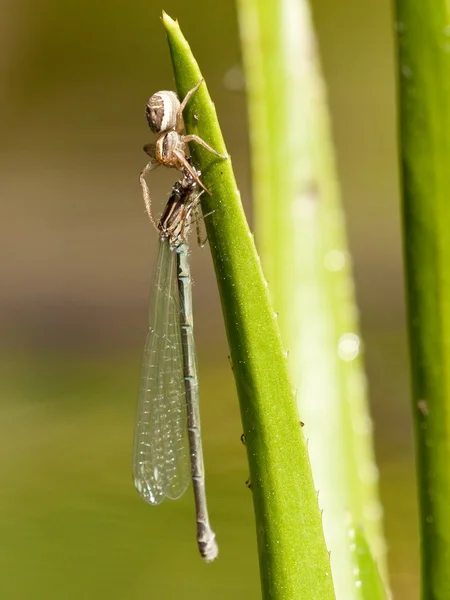 Araña con mosca damisela — Foto de Stock