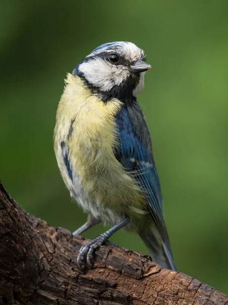 Bluetit on a branch — Stock Photo, Image