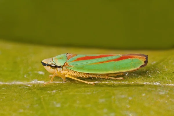 Ormangülü leafhopper — Stok fotoğraf