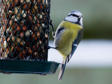 bluetit fotoğrafçı seyir