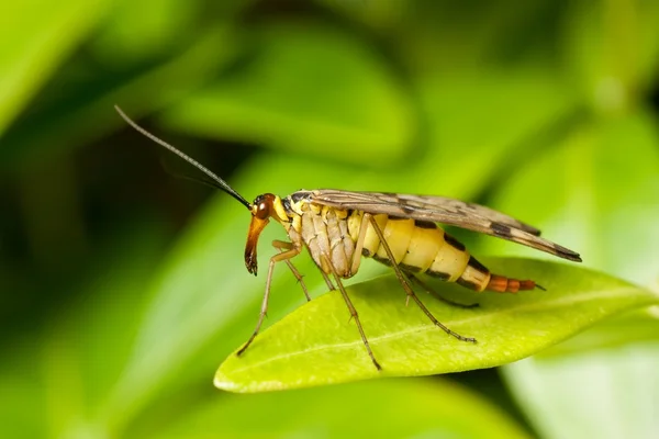 Scorpion fly — Stock Photo, Image