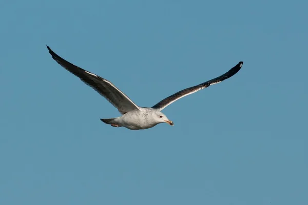 Mouette commune — Photo