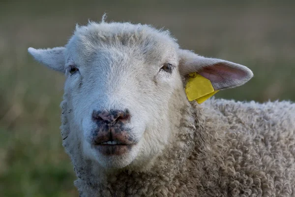 Portret owiec — Zdjęcie stockowe