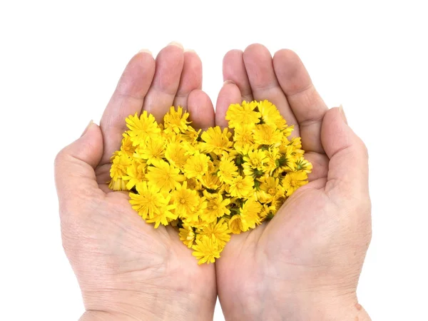 Yellow flowers — Stock Photo, Image