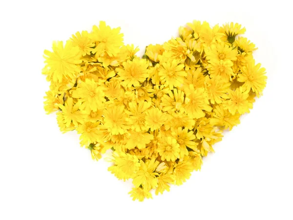 Żółte kwiaty — Zdjęcie stockowe