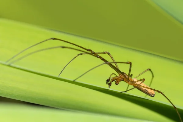 Orb Spider — Stock Photo, Image