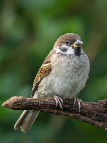 Little tree sparrow — Stock Photo, Image