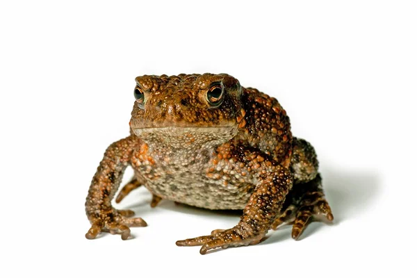 Kleine toad — Stockfoto