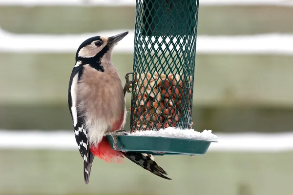 Great Spotted Woodpecker — Stock Photo, Image