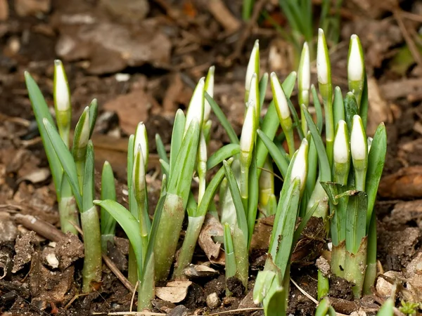 Sneeuwklokjes — Stockfoto