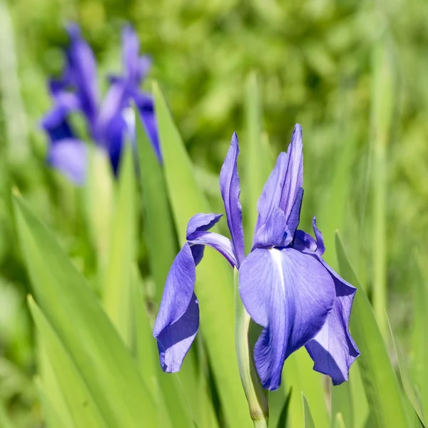 Blauwe iris bloemen — Stockfoto