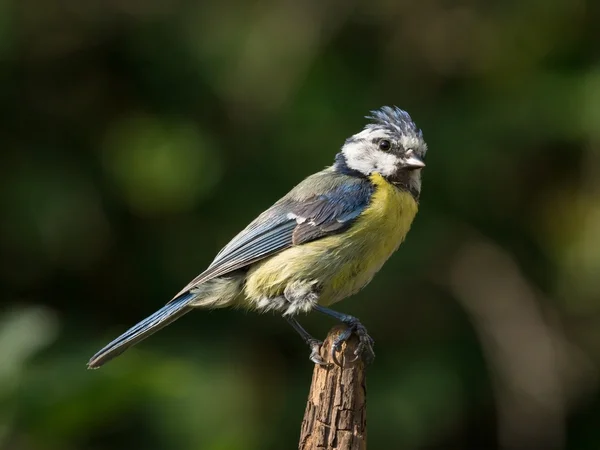 Bluetit on branch tip — Stock Photo, Image