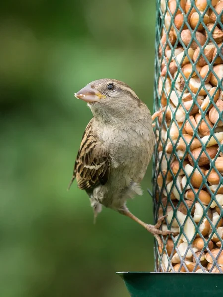 Haussperling am Futterhäuschen — Stockfoto