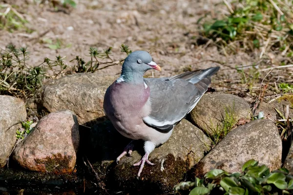 수 줍 어 나무 비둘기 — 스톡 사진