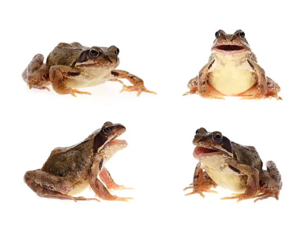 흔한 갈색 개구리 — 스톡 사진